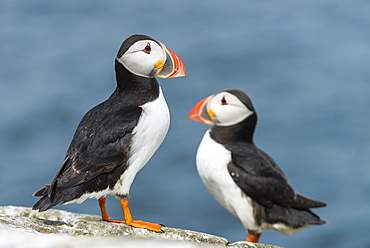 Atlantic Puffins on cliff, British Isles