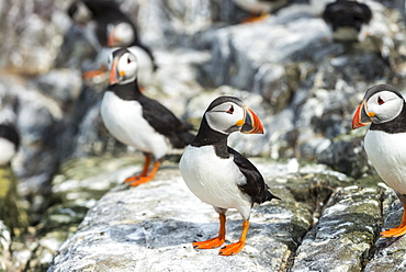 Atlantic Puffins on cliff, British Isles