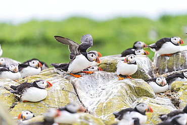 Atlantic Puffins on cliff, British Isles