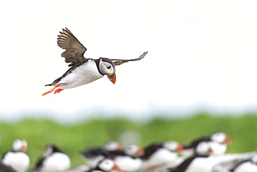 Atlantic Puffins flying, British Isles 