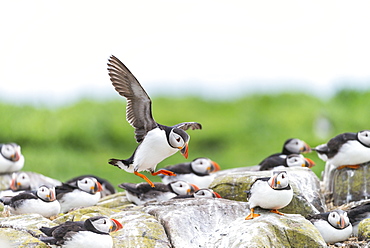 Atlantic Puffins landing, British Isles 