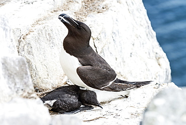 Razorbill and chick on cliff, British Isles 