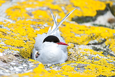 Arctic tern incubating on rock, British Isles 