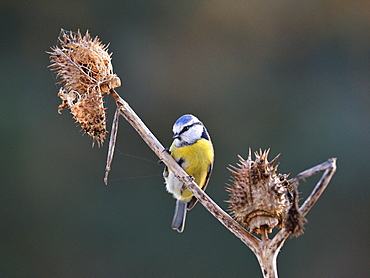 Blue Tit on dry thistle, France