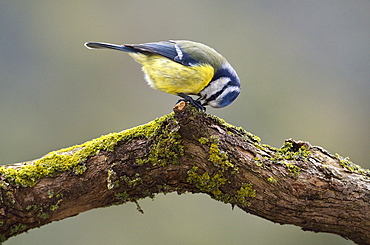 Blue tit dissecting a seed on a branch, France