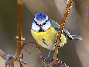 Blue tit on Italian Maple, France