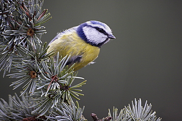 Blue tit on Blue Atlas Cedar, France