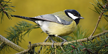 Great Tit on a branch of Douglas Fir, France