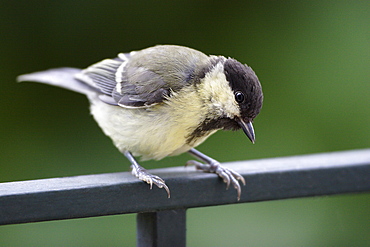 Great Tit on a railing, France 