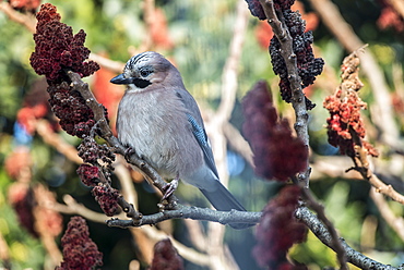 Jay on a branch, France 