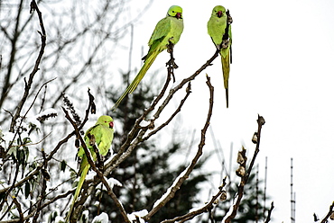 Ring-necked parakeets on a branch in winter, France 