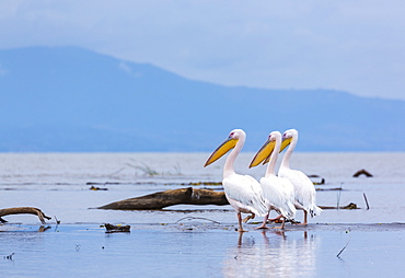 White pelicans on Lake Chamo, Ethiopia