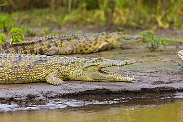 Nile Crocodiles on bank, Lake Chamo Ethiopia