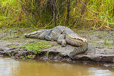 Nile Crocodile on bank, Lake Chamo Ethiopia