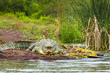 Nile Crocodile on bank, Lake Chamo Ethiopia