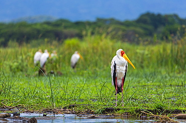 Yellow-billed Storks on bank, Lake Chamo Ethiopia