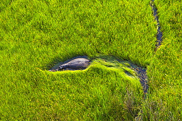 Hippo walking in the water, Okavango Delta Botswana