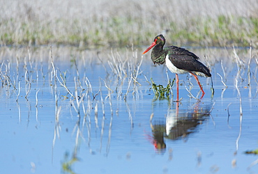 Black Stork walking in water, Bulgaria 