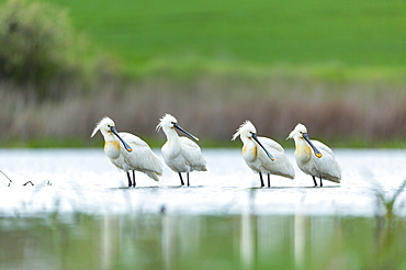 Eurasian Soonbills in marsh, Bulgaria