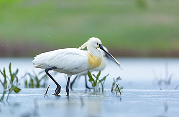 Eurasian Soonbills walking in marsh, Bulgaria