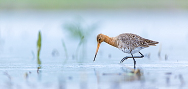 Black-tailed godwit walking in a swamp, Bulgaria 