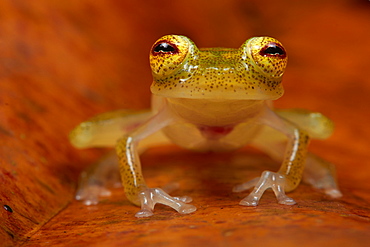 Glass Frog, Monkeys Mountain French Guiana 