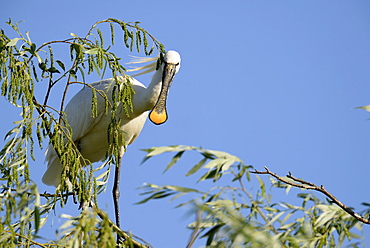 Eurasian Spoonbill on a branch, Danube Delta Romania 