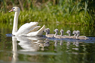 Mute Swan and young on water, Danube Delta Romania