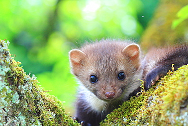 Portrait of young Beech marten on a mossy trunk, France 