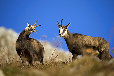 Male Chamois marking his territory, Jura Switzerland