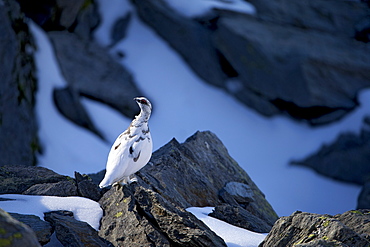 Male Rock Ptarmigan on rock, Swiss Alps 