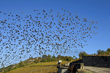 Starlings over the Lavaux terraced vineyards, Switzerland