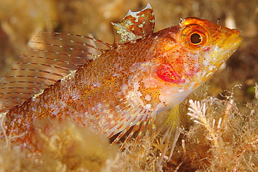 Red blackfaced Blenny on reef, French Riviera France