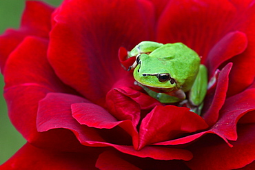 Mediterranean tree frog on a rose in a garden