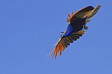 Indian peafowl in flight under a blue sky