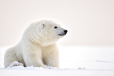 Polar bear sitting on snow, Barter Island Alaska