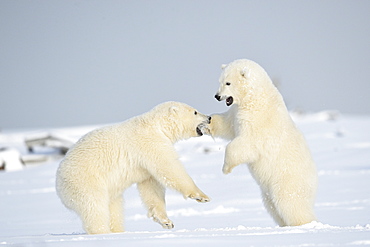 Polar bear cubs playing in the snow, Barter Island Alaska