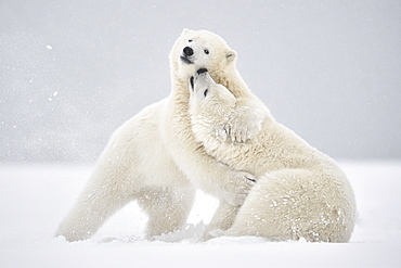 Polar bear cubs playing in the snow, Barter Island Alaska