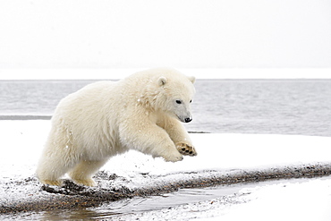 Polar bear cub jumping on shore, Barter Island Alaska