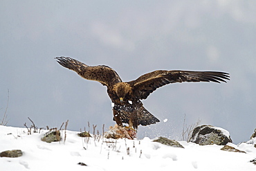 Golden eagle on his prey, Rhodopes mountains, Bulgaria