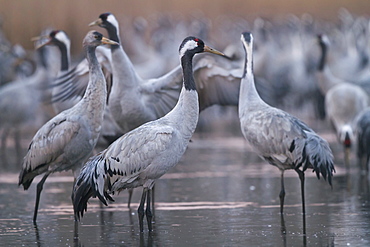 Common cranes in a forestal pound in Lorraine- France