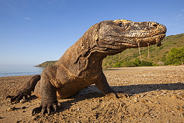 Komodo dragon on a beach, Komodo Indonesia