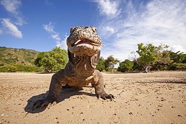 Portrait of Komodo dragon on a beach, Komodo Indonesia