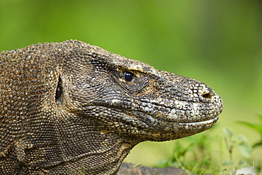 Portrait of Komodo dragon, Komodo Indonesia