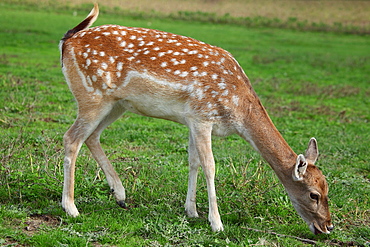 Fallow Deer eating grass, France 