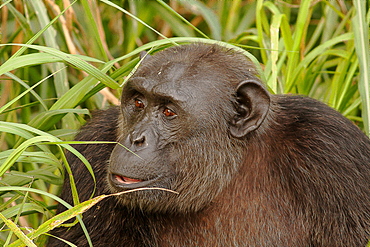 Portrait of Chimpanzee in tall grass, Cameroon 