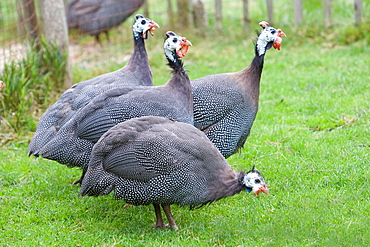 Helmeted guinea fowl in the grass, France 