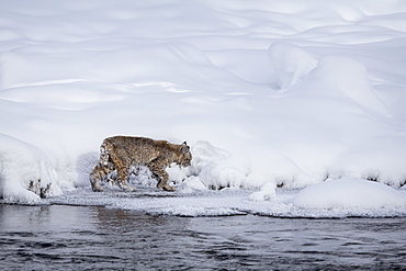 Bobcat walking in the snow, Yellowstone USA 