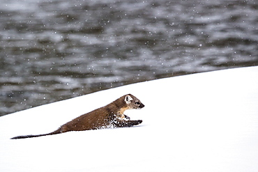 American marten moving in the snow, Yellowstone USA