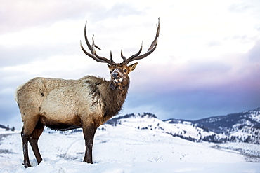 Wapiti in the snow at dawn, Yellowstone USA